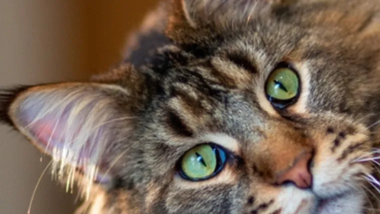 Dokaži se kao pravi mačkoljubac i prepoznaj ove pasmine