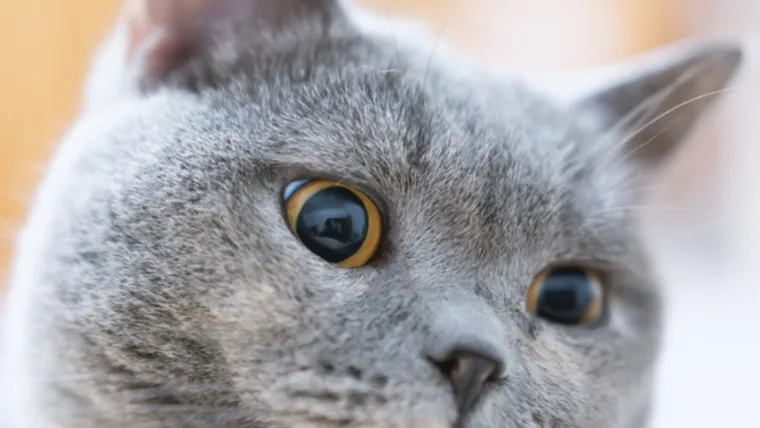 Dokaži se kao pravi mačkoljubac i prepoznaj ove pasmine