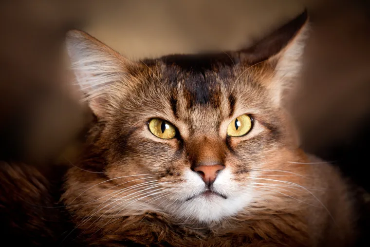 Dokaži se kao pravi mačkoljubac i prepoznaj ove pasmine