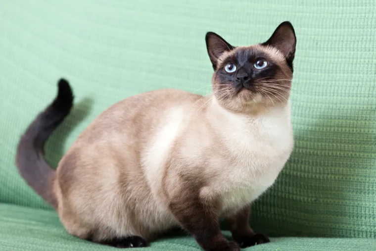 Dokaži se kao pravi mačkoljubac i prepoznaj ove pasmine