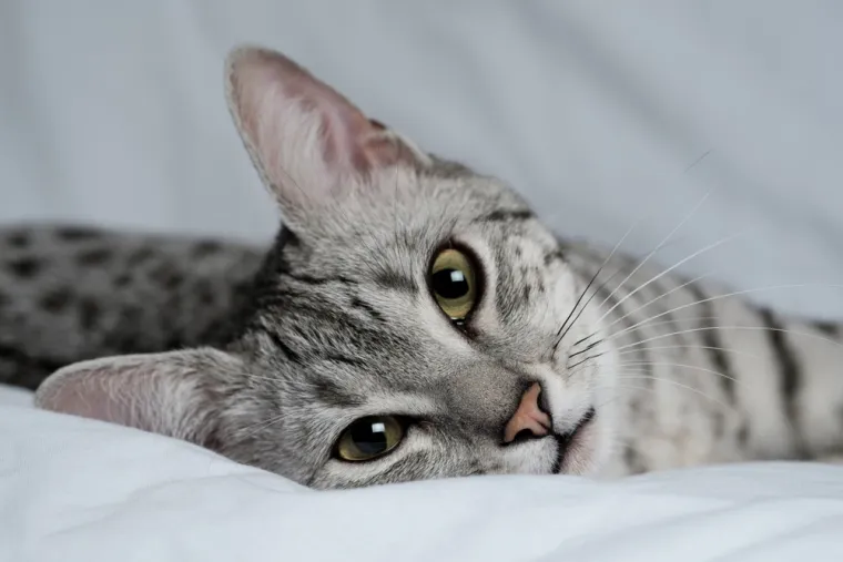 Dokaži se kao pravi mačkoljubac i prepoznaj ove pasmine