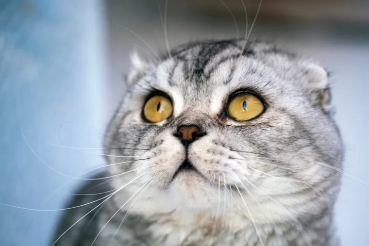 Dokaži se kao pravi mačkoljubac i prepoznaj ove pasmine