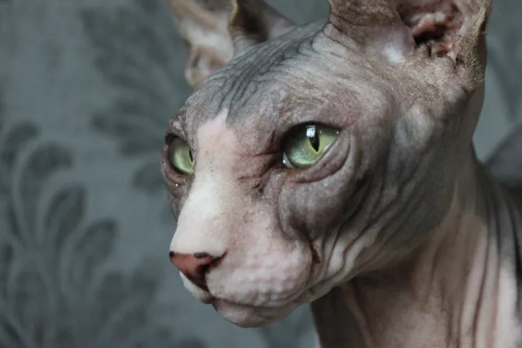 Dokaži se kao pravi mačkoljubac i prepoznaj ove pasmine