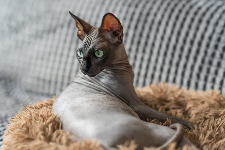 Dokaži se kao pravi mačkoljubac i prepoznaj ove pasmine