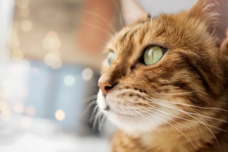 Dokaži se kao pravi mačkoljubac i prepoznaj ove pasmine