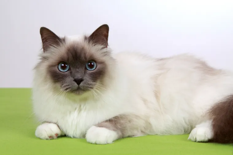 Dokaži se kao pravi mačkoljubac i prepoznaj ove pasmine