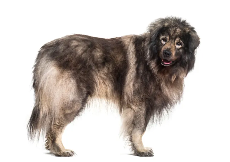 Dokaži se kao pravi znalac i prepoznaj barem sedam pasmina ovih štenaca