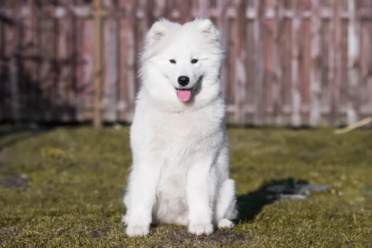 Dokaži se kao pravi znalac i prepoznaj barem sedam pasmina ovih štenaca