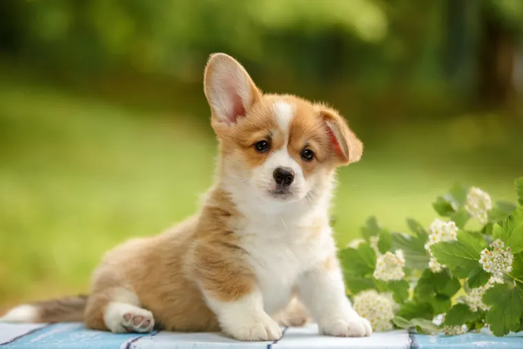 Dokaži se kao pravi znalac i prepoznaj barem sedam pasmina ovih štenaca