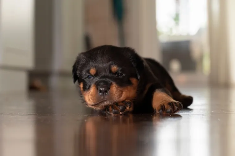 Dokaži se kao pravi znalac i prepoznaj barem sedam pasmina ovih štenaca