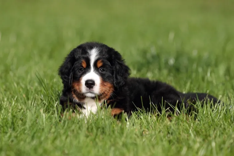 Dokaži se kao pravi znalac i prepoznaj barem sedam pasmina ovih štenaca