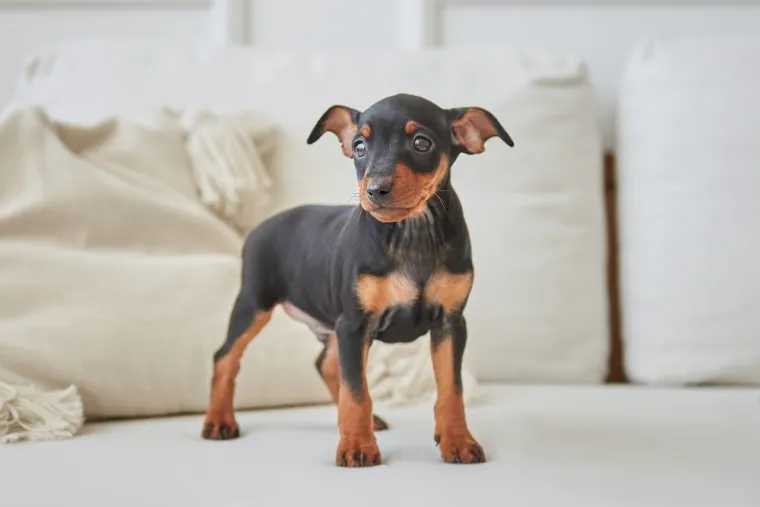 Dokaži se kao pravi znalac i prepoznaj barem sedam pasmina ovih &scaron;tenaca