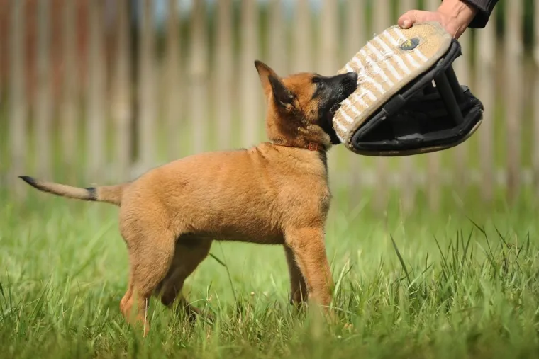 Dokaži se kao pravi znalac i prepoznaj barem sedam pasmina ovih &scaron;tenaca