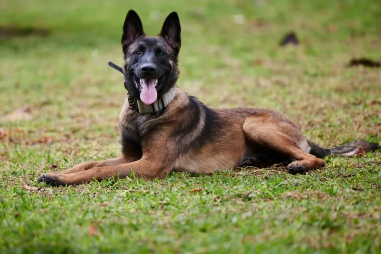 Dokaži se kao pravi znalac i prepoznaj barem sedam pasmina ovih &scaron;tenaca