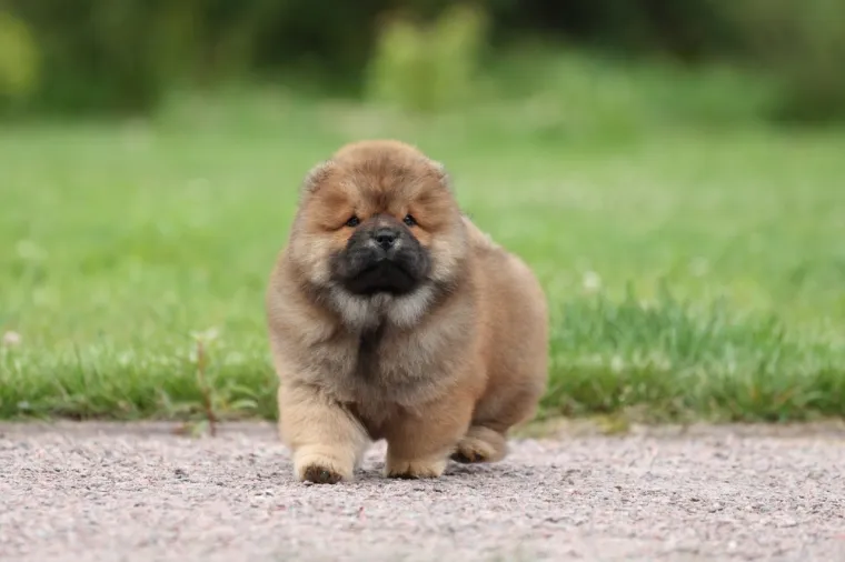 Dokaži se kao pravi znalac i prepoznaj barem sedam pasmina ovih &scaron;tenaca