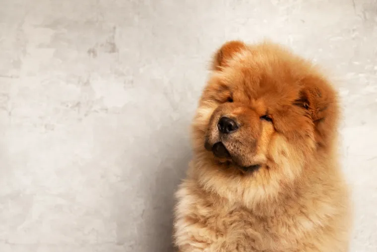 Dokaži se kao pravi znalac i prepoznaj barem sedam pasmina ovih &scaron;tenaca