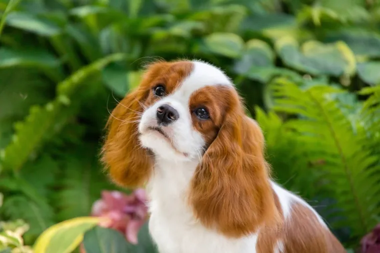 Dokaži se kao pravi znalac i prepoznaj barem sedam pasmina ovih &scaron;tenaca