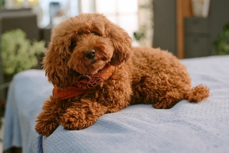 Dokaži se kao pravi znalac i prepoznaj barem sedam pasmina ovih &scaron;tenaca