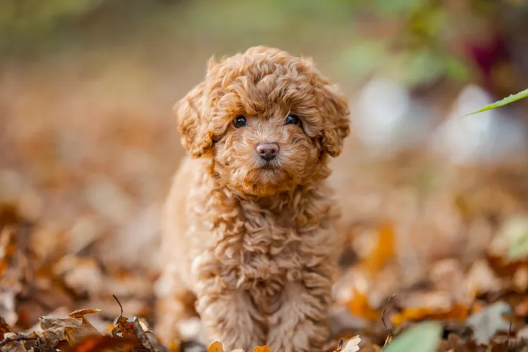 Dokaži se kao pravi znalac i prepoznaj barem sedam pasmina ovih &scaron;tenaca
