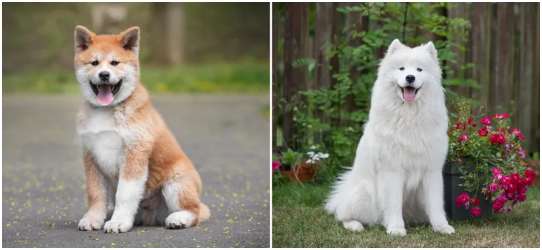 Ovo su najskuplji psi na svijetu: Jedan od njih doseže cijenu čak do milijun eura