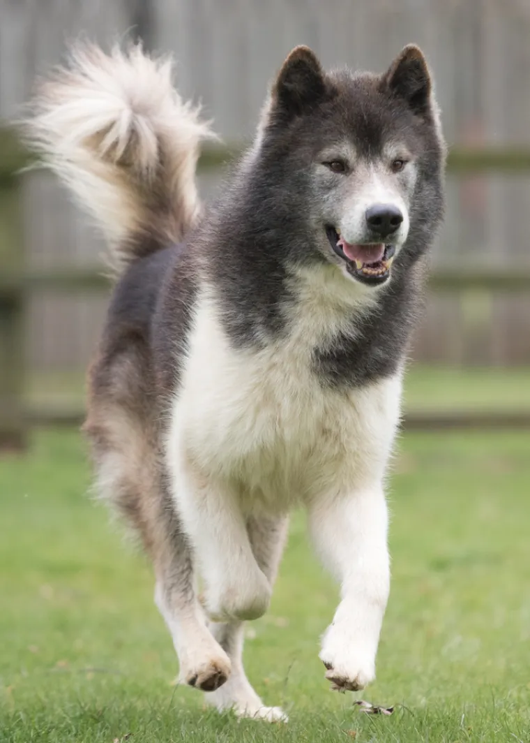 Ovo su najskuplji psi na svijetu: Jedan od njih doseže cijenu čak do milijun eura