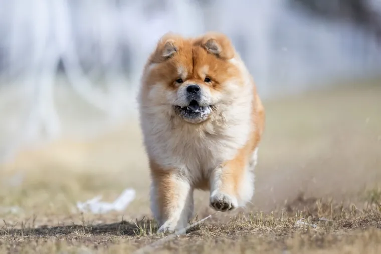 Ovo su najskuplji psi na svijetu: Jedan od njih doseže cijenu čak do milijun eura