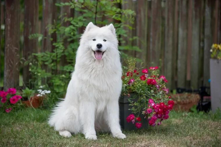 Ovo su najskuplji psi na svijetu: Jedan od njih doseže cijenu čak do milijun eura