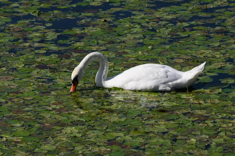 Ovo je Jarun, i ovi prekrasni prizori lokvanja mnoge bacaju u očaj: Evo u čemu je problem