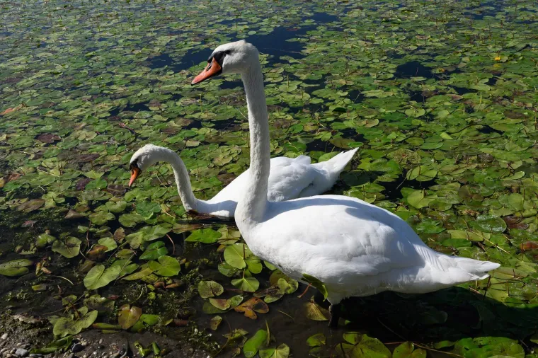 Ovo je Jarun, i ovi prekrasni prizori lokvanja mnoge bacaju u očaj: Evo u čemu je problem
