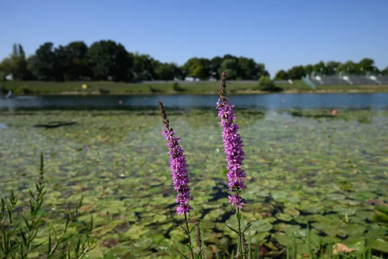 Ovo je Jarun, i ovi prekrasni prizori lokvanja mnoge bacaju u očaj: Evo u čemu je problem