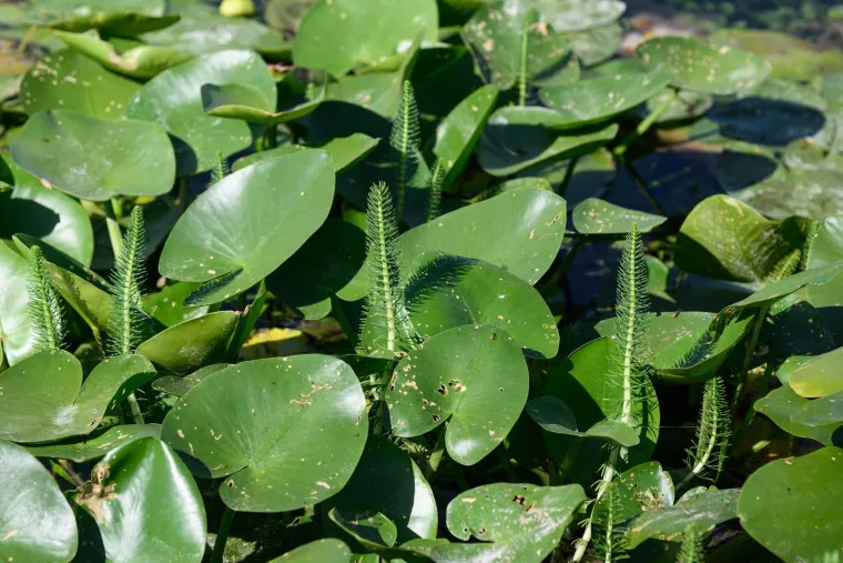 Ovo je Jarun, i ovi prekrasni prizori lokvanja mnoge bacaju u očaj: Evo u čemu je problem