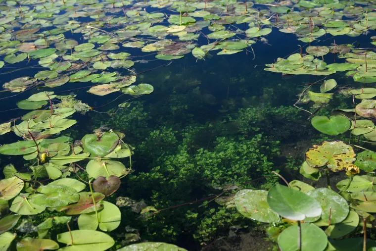 Ovo je Jarun, i ovi prekrasni prizori lokvanja mnoge bacaju u očaj: Evo u čemu je problem