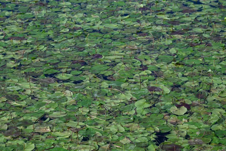 Ovo je Jarun, i ovi prekrasni prizori lokvanja mnoge bacaju u očaj: Evo u čemu je problem