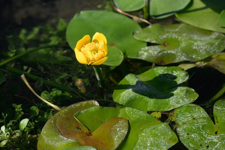 Ovo je Jarun, i ovi prekrasni prizori lokvanja mnoge bacaju u očaj: Evo u čemu je problem