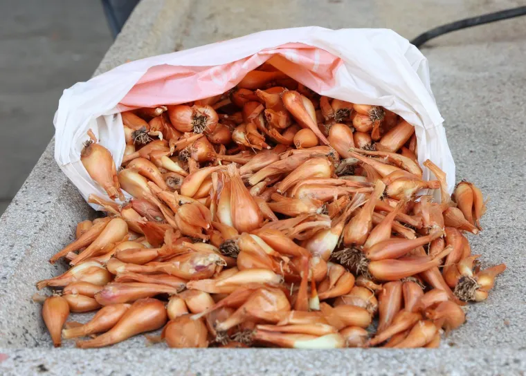 Grožđe, šljive, marelice - sve po 5 eura: Je li vam ovo normalno? Pogledajte cijene s tržnice na Jadranu