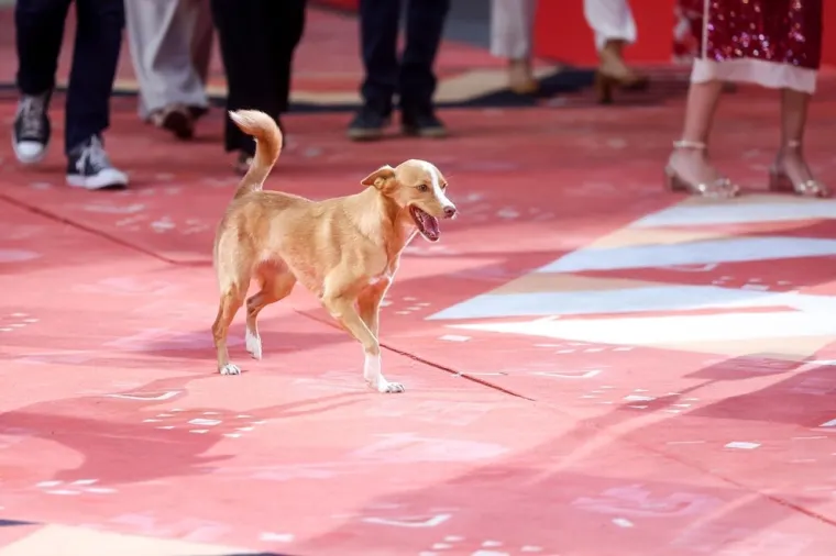 Treća večer 31. Sarajevo Film Festivala okupila kremu estrade: Hanka Paldum zasjenila sve