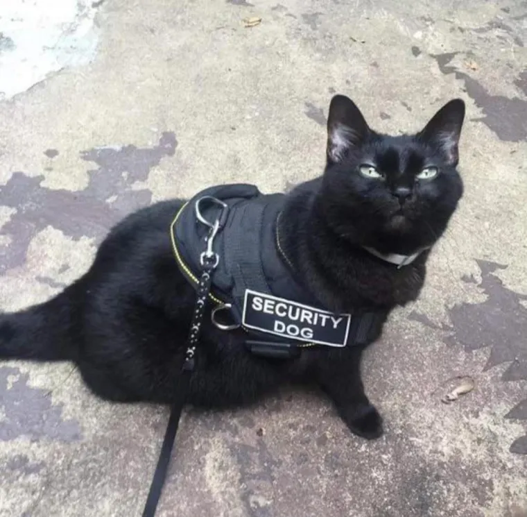 Zabrljali ste na poslu? Nema veze, čekajte da vidite tek ove bisere! Po&scaron;teno će vas nasmijati