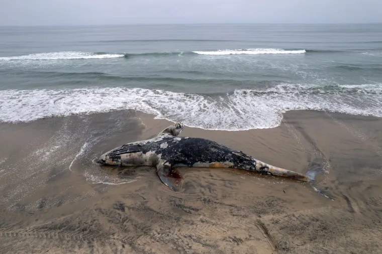 Valovi izbacili lešinu kita na plažu: Pogledajte akciju uklanjanja životinje od pet tona