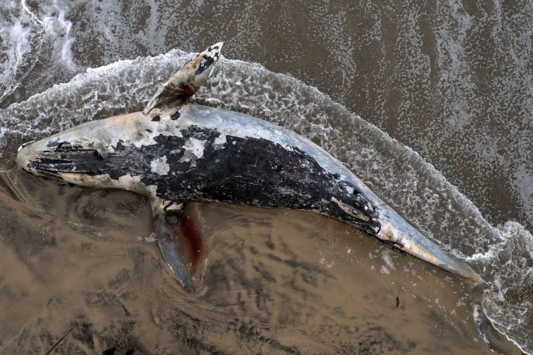 Valovi izbacili lešinu kita na plažu: Pogledajte akciju uklanjanja životinje od pet tona