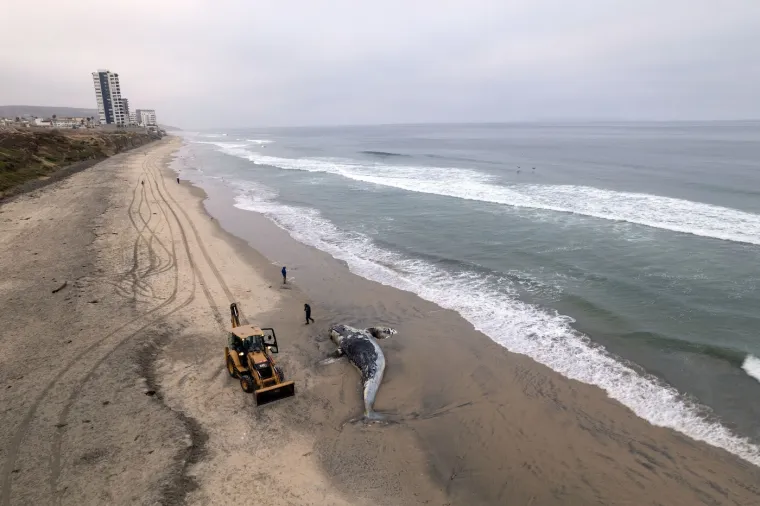 Valovi izbacili lešinu kita na plažu: Pogledajte akciju uklanjanja životinje od pet tona
