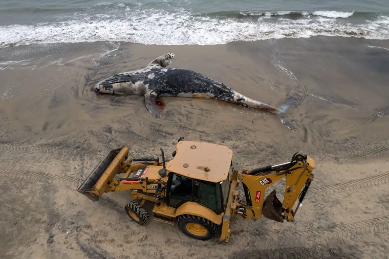 Valovi izbacili lešinu kita na plažu: Pogledajte akciju uklanjanja životinje od pet tona