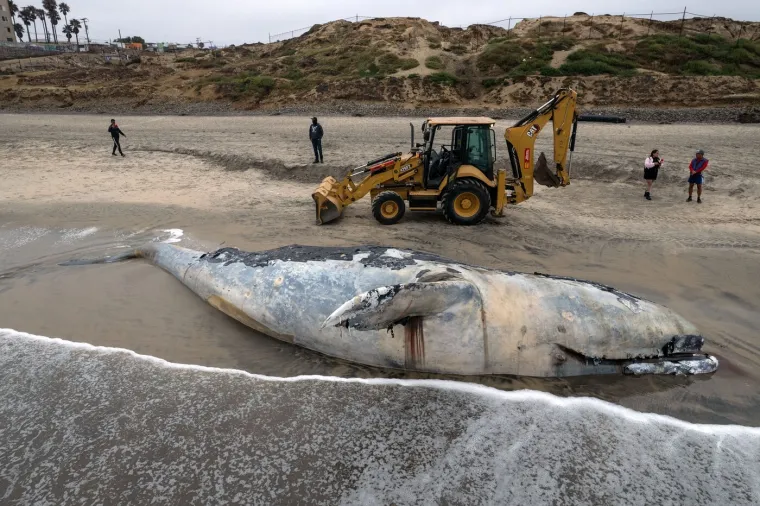 Valovi izbacili lešinu kita na plažu: Pogledajte akciju uklanjanja životinje od pet tona