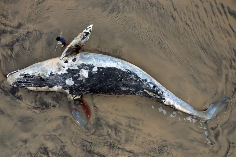 Valovi izbacili le&scaron;inu kita na plažu: Pogledajte akciju uklanjanja životinje od pet tona