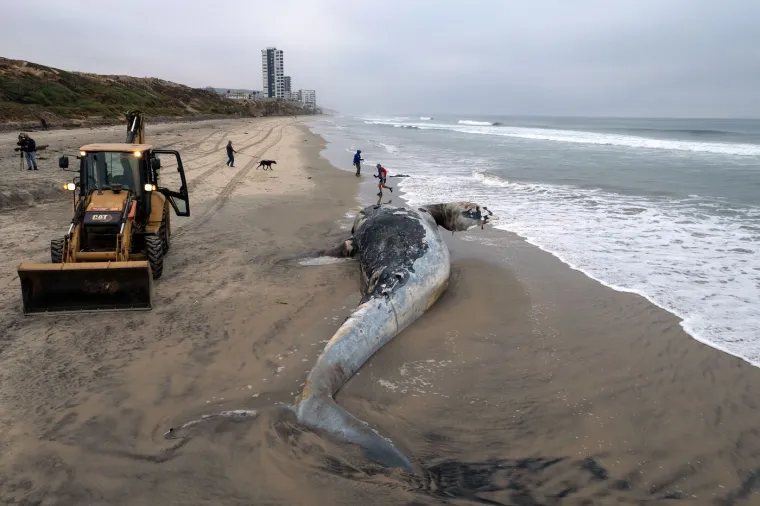 Valovi izbacili le&scaron;inu kita na plažu: Pogledajte akciju uklanjanja životinje od pet tona
