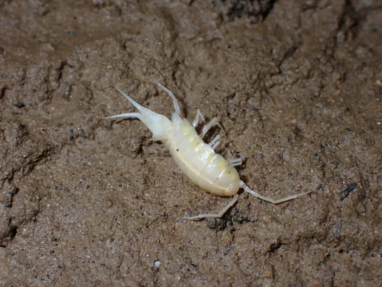 Te&scaron;ke fekalije zagađuju Koranu, katastrofa u &scaron;pilji Adios: Potpuno je mrtva, endemske ribe uni&scaron;tene