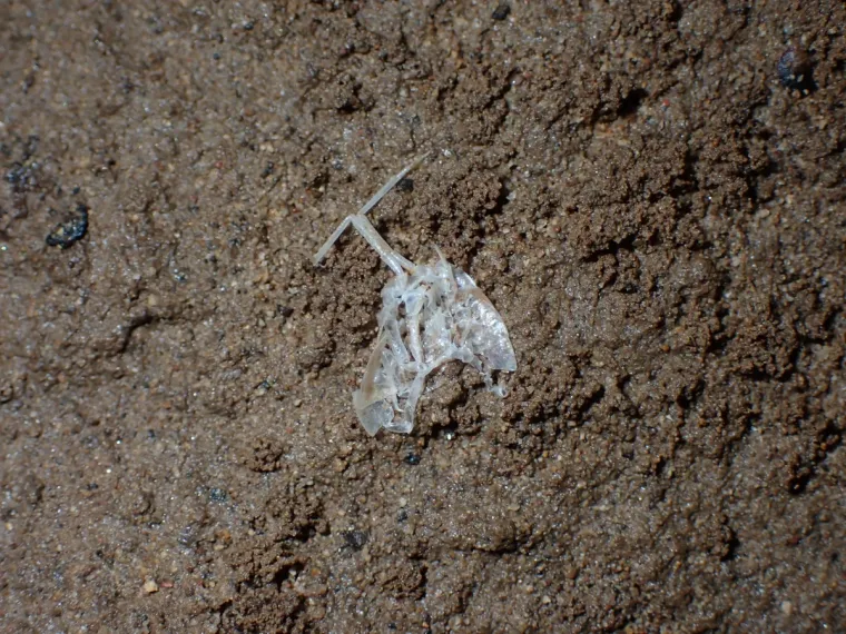 Te&scaron;ke fekalije zagađuju Koranu, katastrofa u &scaron;pilji Adios: Potpuno je mrtva, endemske ribe uni&scaron;tene