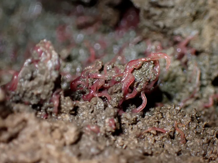 Te&scaron;ke fekalije zagađuju Koranu, katastrofa u &scaron;pilji Adios: Potpuno je mrtva, endemske ribe uni&scaron;tene