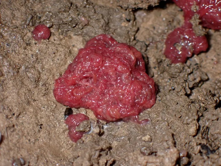 Te&scaron;ke fekalije zagađuju Koranu, katastrofa u &scaron;pilji Adios: Potpuno je mrtva, endemske ribe uni&scaron;tene