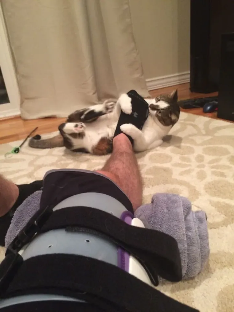 Zašto mace ovo izvode? Zato što im se može! No, svi ti prizori dio su njihova šarma i razlozi zašto ih volimo