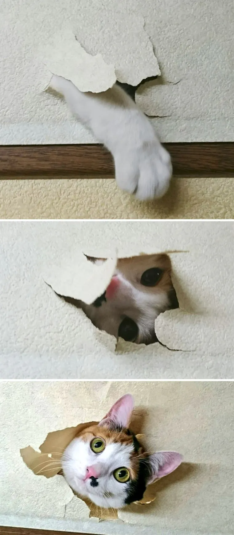 Zašto mace ovo izvode? Zato što im se može! No, svi ti prizori dio su njihova šarma i razlozi zašto ih volimo